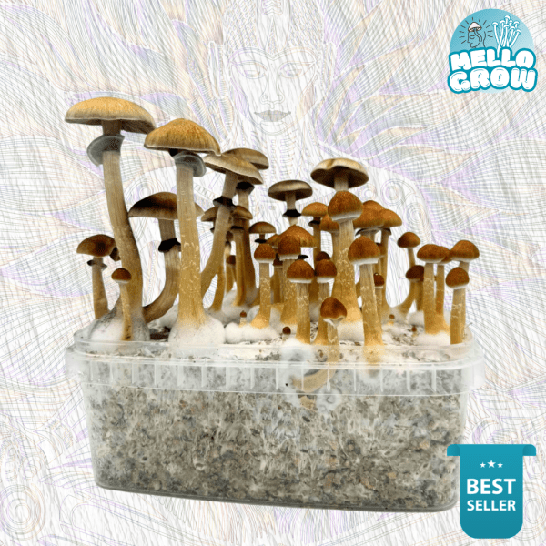 B+ (4) Growkit – B+