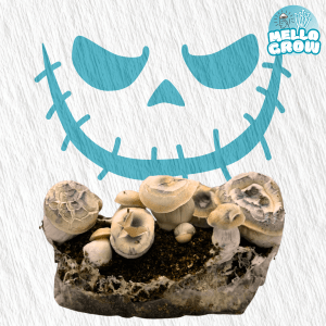 Growbag - Hillbilly Pumpkin