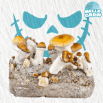 Hillbilly Pumpkin Growbag - Hillbilly Pumpkin