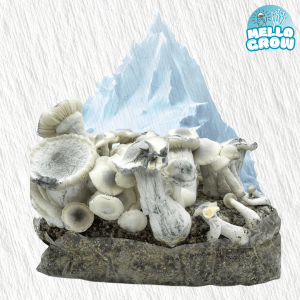 Growbag- Iceberg Albino