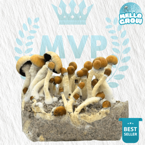 MVP Super Mellooo - Growbag - MVP