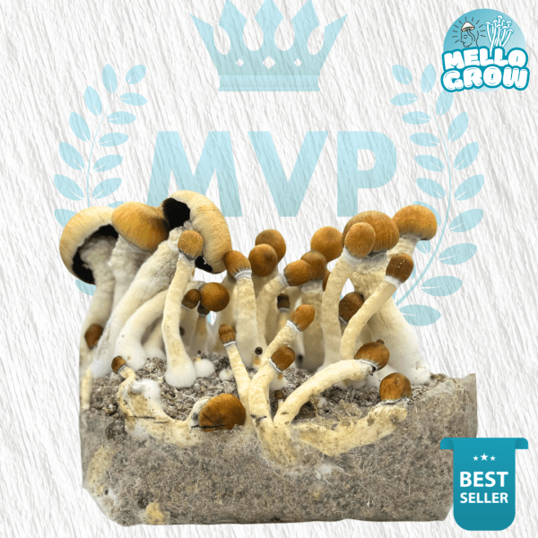 MVP Growbag - MVP