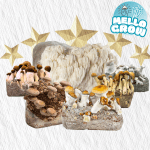 Mellogrow's choise (1) Growbag - Mellogrow's Choice