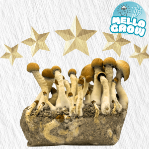 Growbag - Mellogrow's Choice