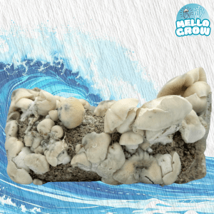 Wave Ape Growbag- Wave Ape