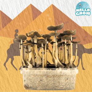 Mazatapec Growkit - Mazatapec