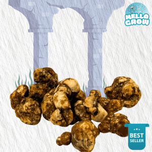 Atlantis Truffel - 15 gram