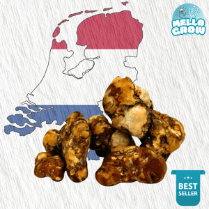 Hollandia magic truffel van Mellogrow