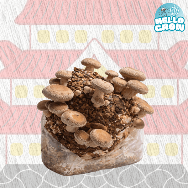 Shiitake growbag Growbag - Shiitake