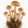 B+ Growkit – B+