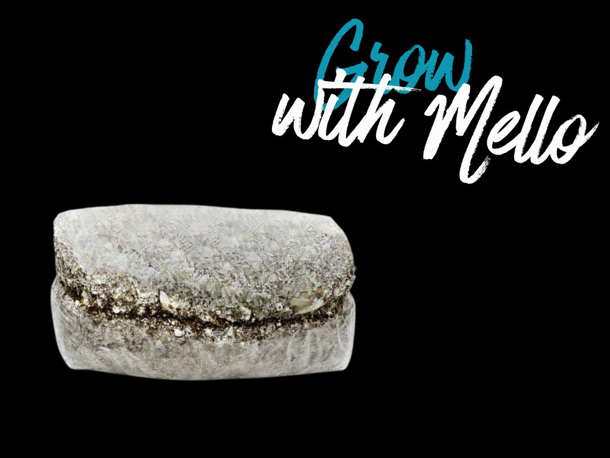 Kit met mycelium